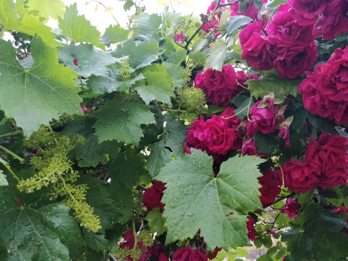 Dionysus Lasithi Plateau Hotel Magulász Kültér fotó